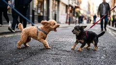 Perché un cane reagisce in modo aggressivo nei confronti degli altri cani: non è una questione di cattiveria