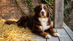 Queste razze canine sono le più adatte come cani da guardia: quale razza fa al caso tuo