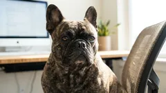 Perché i Bulldog francesi scoreggiano spesso: la causa principale non è così ovvia