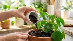 Rimarrai sorpreso da ciò che possono fare i fondi di caffè: 5 semplici idee per il giardino e la casa