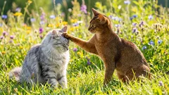 I gatti maschi e le gatte hanno personalità diverse - Una prospettiva scientifica che sfida gli stereotipi