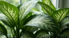 Dieffenbachia — Il gigante verde di casa tua: 5 semplici consigli