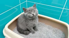 Smaltimento della lettiera per gatti: lo stai facendo nel modo giusto