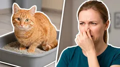 Il gatto segna gli angoli? Una soluzione semplice che quasi nessuno conosce: i consigli degli esperti di pulizia