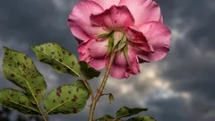 Le rose non ne risentiranno se pianti un altro fiore nelle vicinanze: quale scegliere